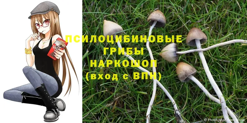 Галлюциногенные грибы Cubensis  Златоуст 